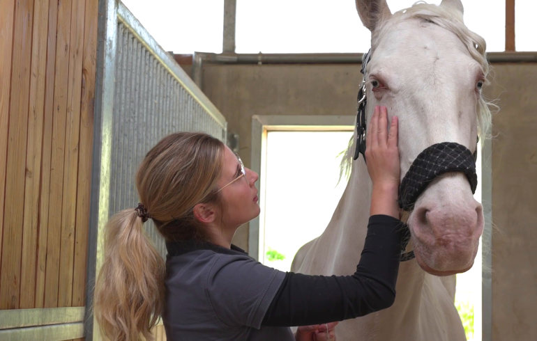 Pferd bei der Vorbereitung der Strahlentherapie