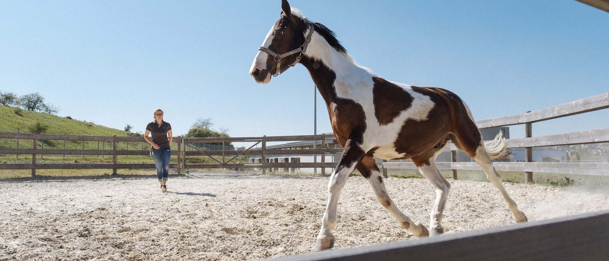 Ein Pferd läuft nach der Behandlung im Roundpen